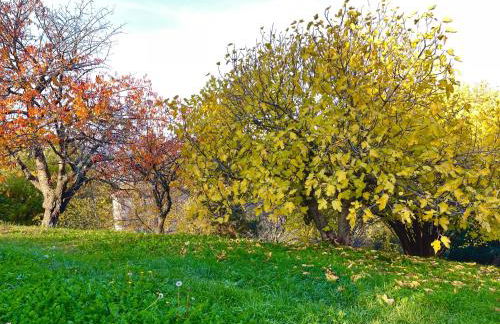 Mazzetti Country House-Vita in campagna con giardino - Foto 5