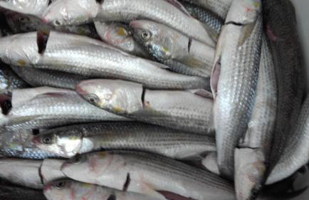 Apartment Dragovic - Photo 6