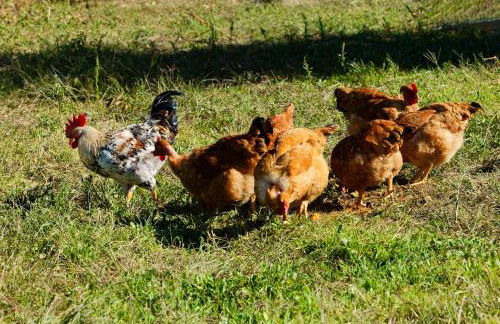 Refúgios do Rio Dão - Foto 51