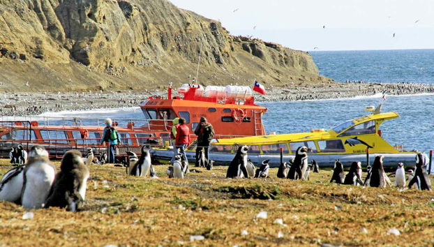 Visitando a los pingüinos de la isla Magdalena