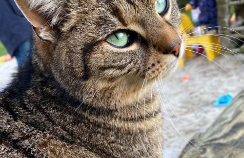 Ela's Hof - Sommerflieder - Foto 14