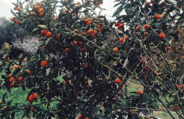 Panormitis House - Foto 29