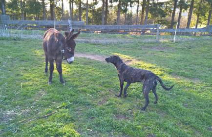 Funny-Farm - Foto 44