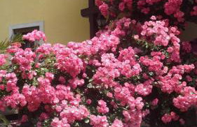 Apartments Dajčić - Foto 44