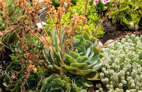 Villa Paradiso: Near beach, superb pool and garden - Photo 59