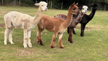 Highly rated Stunning Spring Break With Friendly Alpacas & Private Hot Tib in the Quaint Dorset Countryside with BBQ and outdoor patio, perfect for couples and walkers - Foto 2