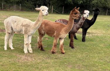 Romantic Luxury Cabin & Hot Tub near New Forest Dorset - Photo 29