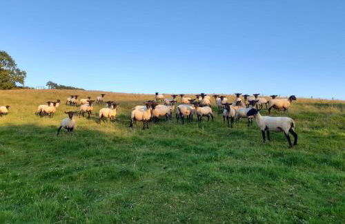 The Hen Den - Foto 22