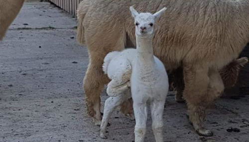 Morgan's Rest - Foto 5