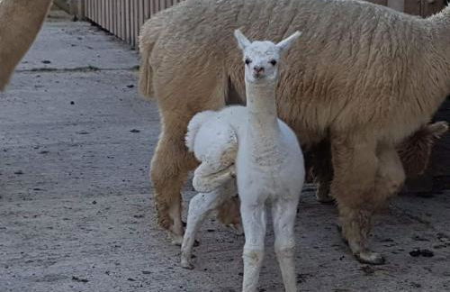 Morgan's Rest - Foto 5