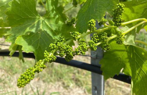 Tenuta Le Mandorlaie, Agriturismo in Scansano - Foto 46