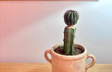 Villa Il Lupo Felice - Panoramic Sea View Villa, Ravello - Foto 53