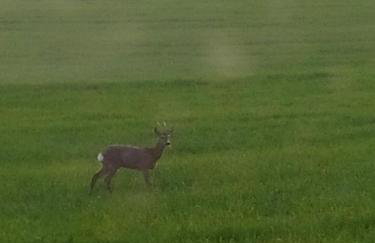 Domek na Skarpie nr 1 Łutynowo gmina Olsztynek - Foto 31