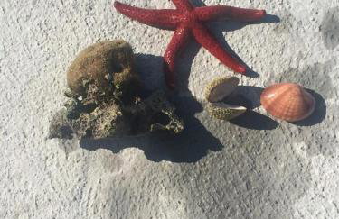 Villa Matovica - Photo 18