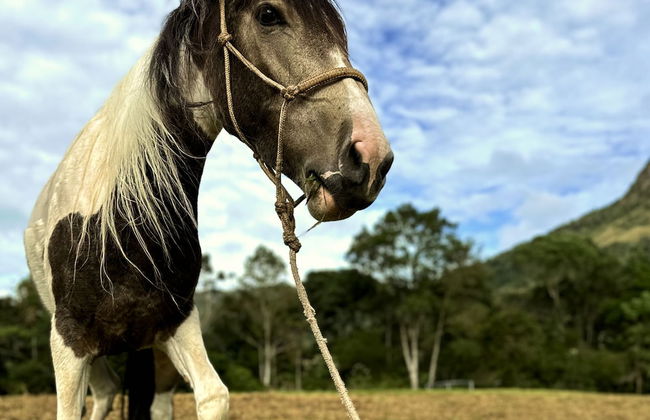 Clareira Cabanas - Photo 22
