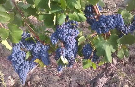 Casa Ricciardi - Foto 53