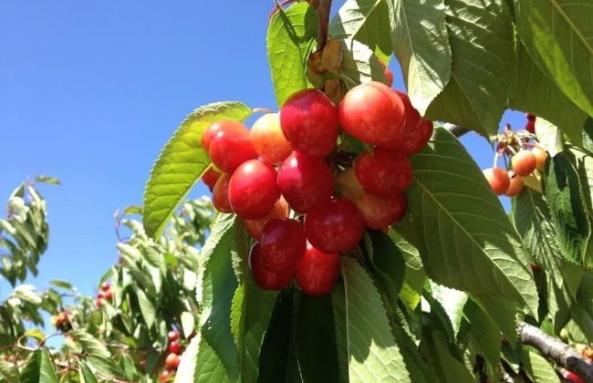 Quinta da Pereira - Foto 32