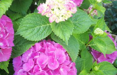 Corte Ventaglio - Foto 26