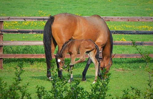 Beautiful Lodge in Newmarket with parking - Foto 1