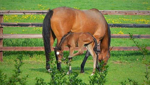 Beautiful Lodge in Newmarket with parking - Foto 1