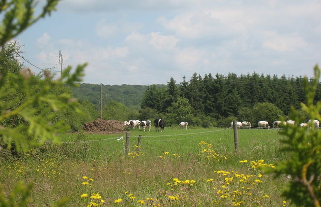 Ideal Cottage for Family & Friends Holiday - Calm in the Midst of Nature - Foto 31