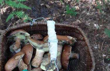 Apartament Pod Orzechem - Foto 36