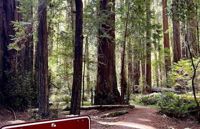 Avenue of the Giants River View Home (#1) - Foto 49