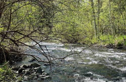 Mt Rainier Little Green Cabin On Big Creek! - Foto 26