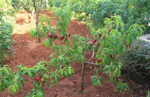 Apartments by the sea Ugljan - 8264 - Foto 12