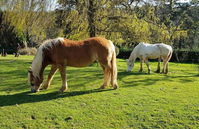 Davy Cottage in the Countryside With Horse Riding - Photo 19