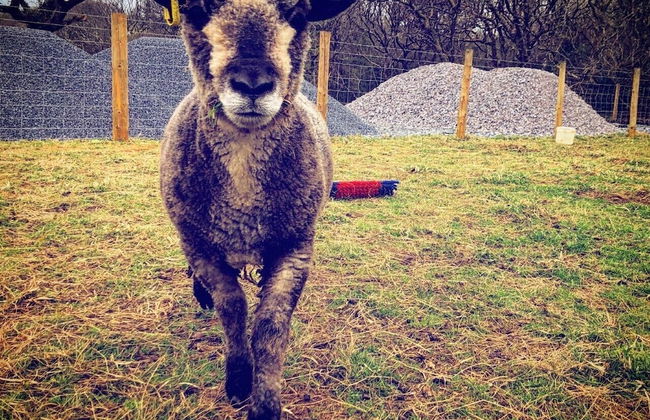 Hazel Cottage - Foto 36