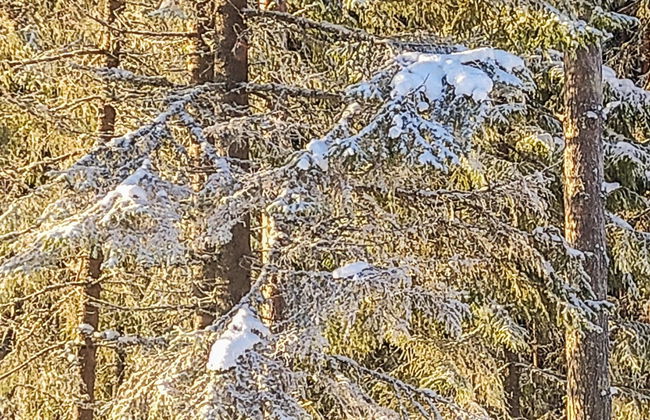 Annelinniemi - Foto 34