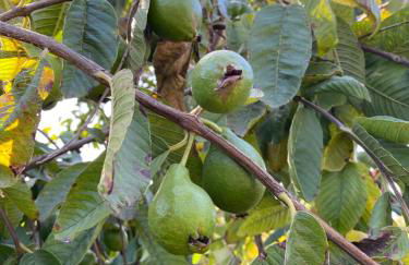 Taburiente - Foto 30