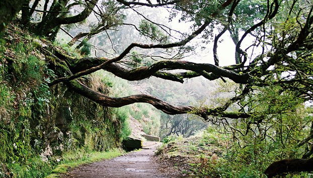 Madeira Lagos e Fontes Rabacal - Foto 5
