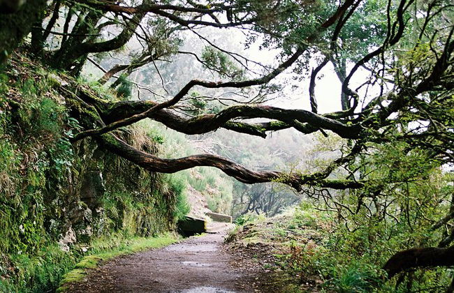 Madeira Lagos e Fontes Rabacal - Foto 5