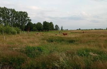 Agroturystyka Zielony Domek - Apartament na wyłączność, slow life, staw, oswojone zwierzęta gospodarskie, posiłki z własnych eko produktów - Foto 45