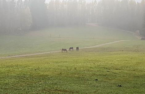 Ferienwohnung HAGEBUTZE Entspannung pur mit Sauna-Poolzugang - Foto 43
