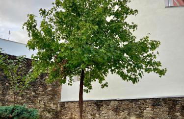 Cantinho do Castelo - Foto 46