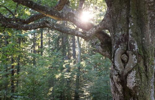 Haus Kandelblick - Foto 4