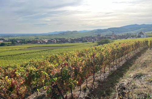 Au cœur du vignoble Alsacien - Foto 19