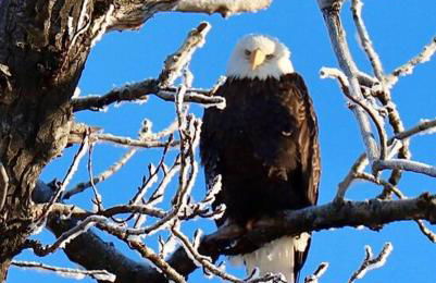 Luxury Living at The Eagles Perch Palmer AK - Foto 34