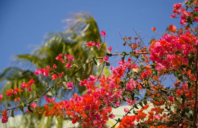 Aparthotel Esquinzo Y Monte del Mar - Foto 35