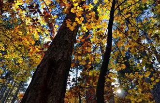 Rifugio Il Ginepro dell'Etna - Foto 34