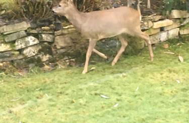 Apartment mit Burgblick im Grünen, Familie Held - Foto 27