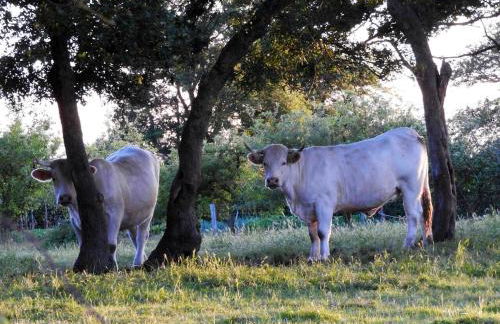 Maison charmante près de Nueil-les-Aubiers avec jardin - Foto 13