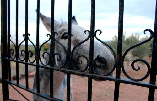 Casas Rurales el Palomar - Foto 77