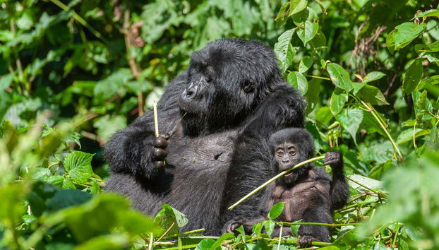 Tour de 10 días por lo mejor de Uganda - Foto 3, Conociendo a los gorilas de Uganda