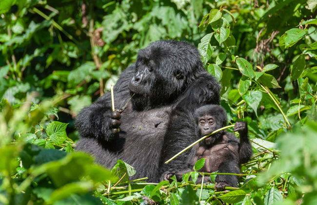 Uganda Tour Package: 10 Days - Photo 3