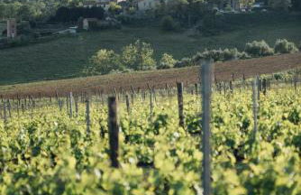 Fattoria San Donato - Foto 7