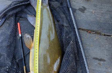 Domek Letniskowy ZŁOTY KARAŚ - Foto 30